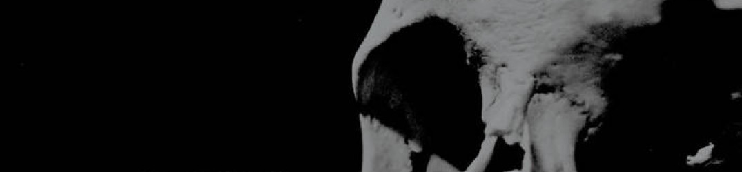 Essenz: pubblicato in streaming integrale il nuovo album "Manes Impetus"