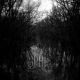 Stream of Misery