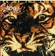 Eye Of The Tiger