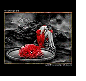 Copertina di An Infinite Eternity Of Silence dei The Dying Bard