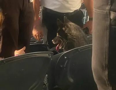 Metallica: cane scappa di casa e assiste all'intero concerto di Los Angeles